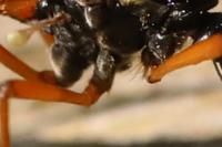 Tanyptera atrata