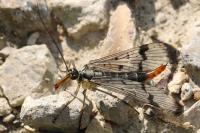 Panorpa communis