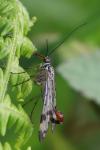 Panorpa communis