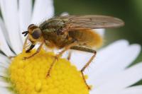 Scathophaga stercoraria
