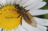 Scathophaga stercoraria