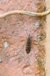 Tipula rufina