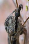 Tipula rufina
