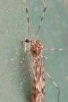 Limonia nubeculosa