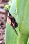 Bombylius discolor