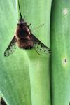 Bombylius discolor