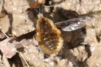 Bombylius major