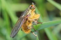 Scathophaga stercoraria