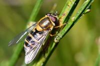 Syrphus torvus