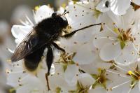 Criorhina ranunculi