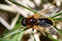 Cheilosia albipila