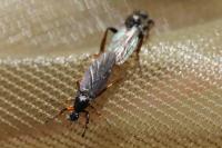 Bibio lanigerus