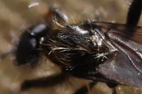 Bibio lanigerus