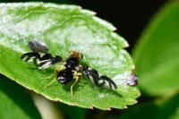 Euleia heraclei