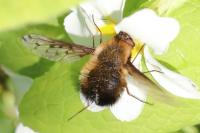 Bombylius discolor