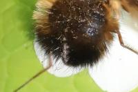 Bombylius discolor