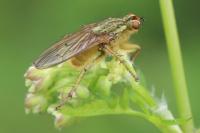 Scathophaga stercoraria