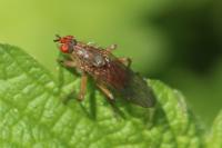 Scathophaga
