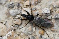 Bibio reticulatus