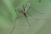 Limonia maculipennis