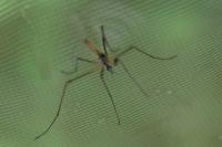 Limonia maculipennis