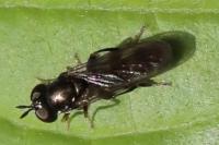 Neoascia podagrica