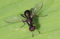Nemopoda nitidula