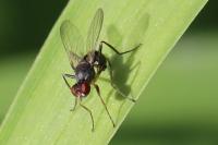 Nemopoda nitidula