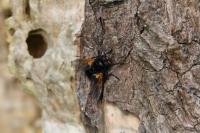 Mesembrina meridiana