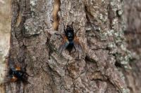 Mesembrina meridiana