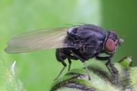 Minettia longipennis