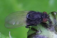 Minettia longipennis