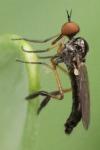 Empis nigritarsis