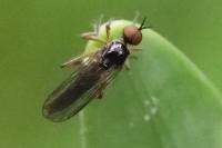 Empis nigritarsis