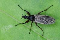 Bibio reticulatus
