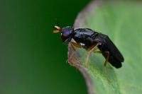 Chyliza extenuata