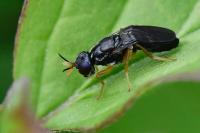 Chyliza extenuata
