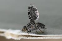 Callopistromyia annulipes