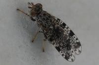 Callopistromyia annulipes