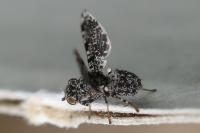 Callopistromyia annulipes