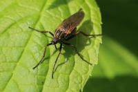 Empis tessellata