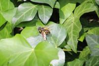 Myathropa florea
