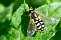 Eupeodes corollae