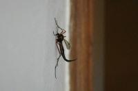 Tanyptera atrata