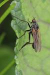 Empis tessellata