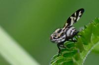 Otites centralis