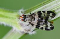 Otites centralis