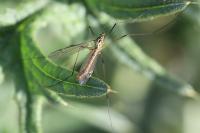 Nephrotoma appendiculata