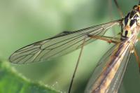 Nephrotoma appendiculata