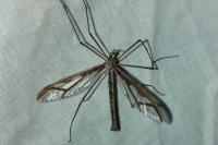 Pedicia rivosa
